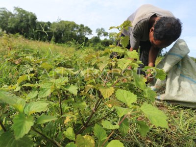 Pemberdayaan tani nilam.